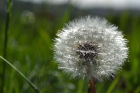 Dandelion seed head